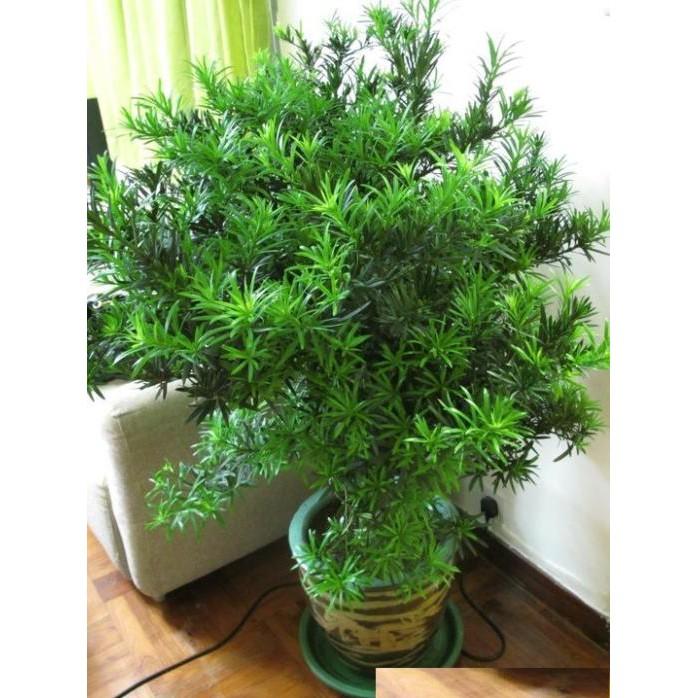 COMBO 3 cây giống TÙNG LA HÁN - CÂY BONSAI - SIÊU ĐẸP GIÁ SIÊU RẺ