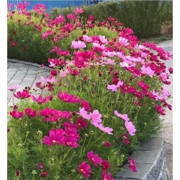 Hạt giống hoa cánh bướm Nhiều màu - 1 gói 200 hạt