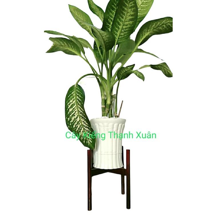 Kệ đôn để chậu cây bằng gỗ/ Giá để chậu hoa , Cây Cảnh KT R 35x Cao 34 x lọt lòng 30,5cm, không dĩa gỗ