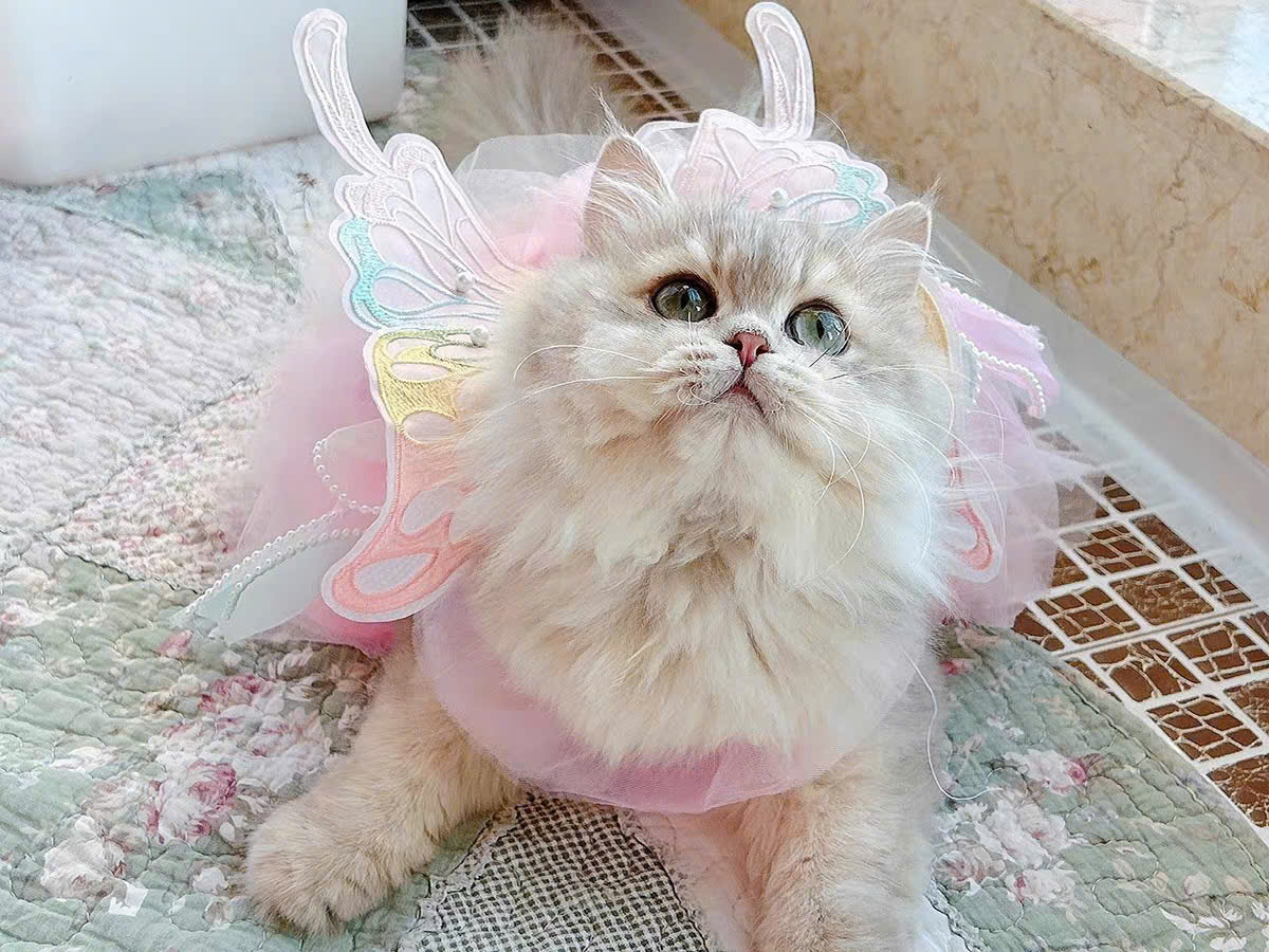 VÁY CÔNG CHÚA CÁNH BƯỚM CHO THÚ CƯNG CHÓ MÈO DỄ THƯƠNG