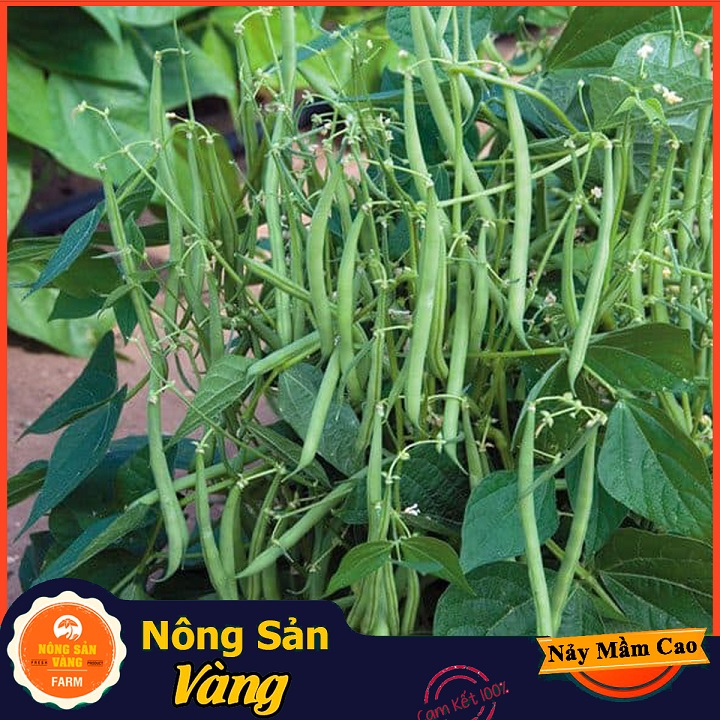 Hạt giống Đậu Cove Bụi Lùn - Nông Sản Vàng