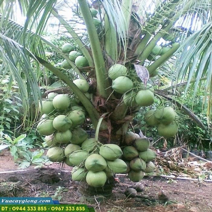 CÂY GIỐNG DỪA XIÊM LÙN XANH BẾN TRE SIÊU QUẢ, NĂNG SUẤT CAO CHUẨN F1