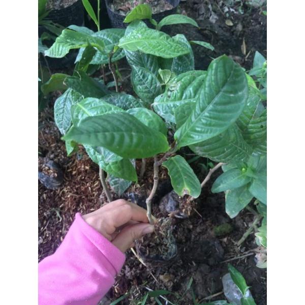 2c trà hoa vàng - cây dược liệu