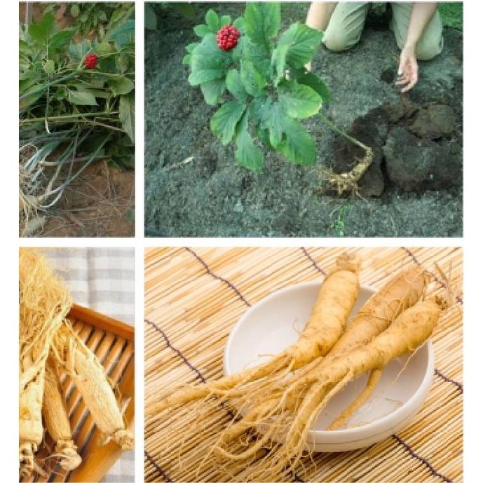 Hạt giống cây nhân sâm hàn quốc-gói 5 hạt/tặng kèm gói phân bón