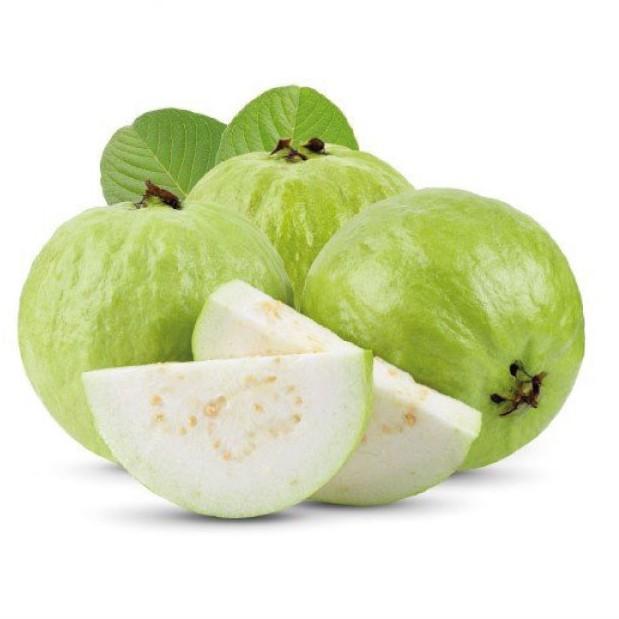 ️ CÂY GIỐNG ️ Cây Giống Ổi Nữ Hoàng Ngon Giòn Ngọt Siêu Trái Trồng Chậu SAMSON GARDEN