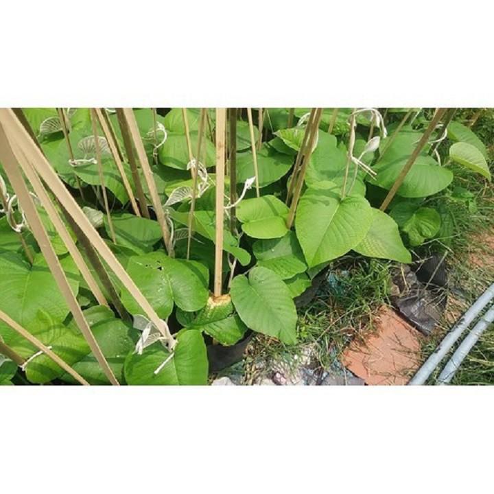 DÂY HOA LEO CÁT ĐẰNG TÍM RỦ– HOA LEO ĐẸP DỄ TRỒNG VÀ CHĂM SÓC