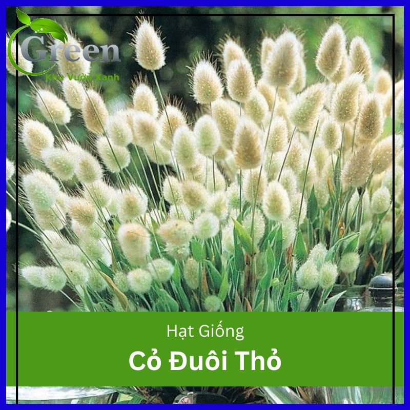 Hạt Giống Cỏ Đuôi Thỏ (100H)