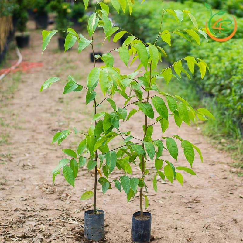 0,5 KG HẠT GIỐNG CÂY SAO ĐEN .(
