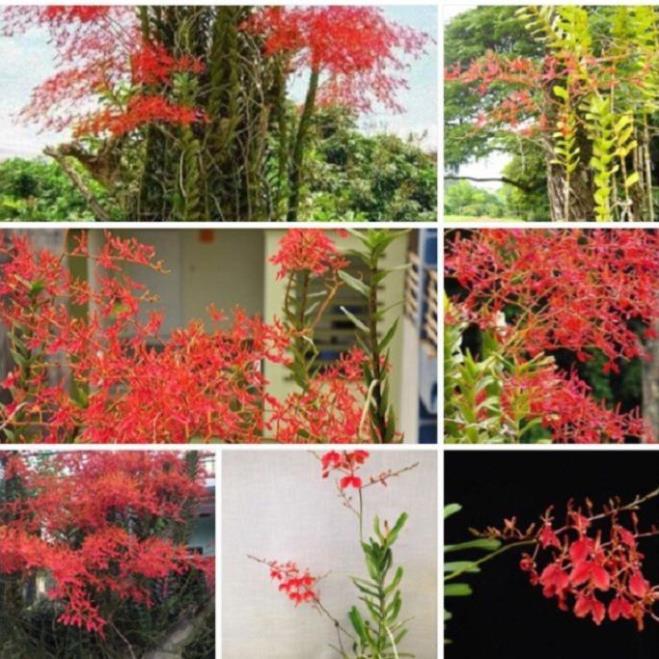 COMBO 5 CÂY GIỐNG LAN PHƯỢNG VỸ ĐỎ