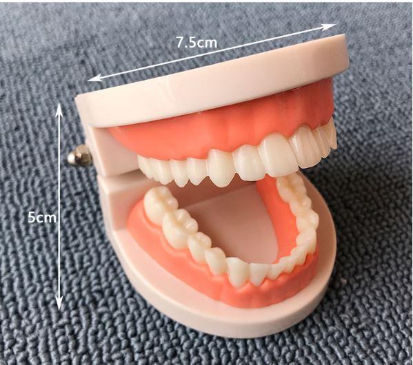 Mô hình hàm răng kèm dụng cụ dạy bé tập đánh răng