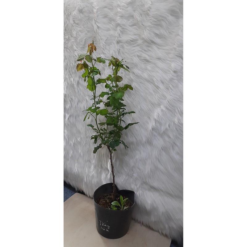 Hồng thân gỗ dáng tree trắng Hà Lan