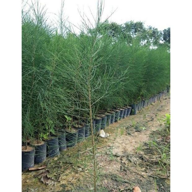 Cây phi lao cảnh giống