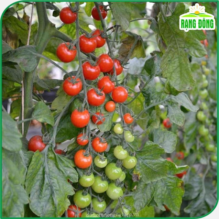 Hạt giống Cà Chua Cherry Đỏ Lai F1 Rado 640 (0,1g~45 hạt) sinh trưởng vô hạn, trồng quanh năm - Hạt giống Rạng Đông