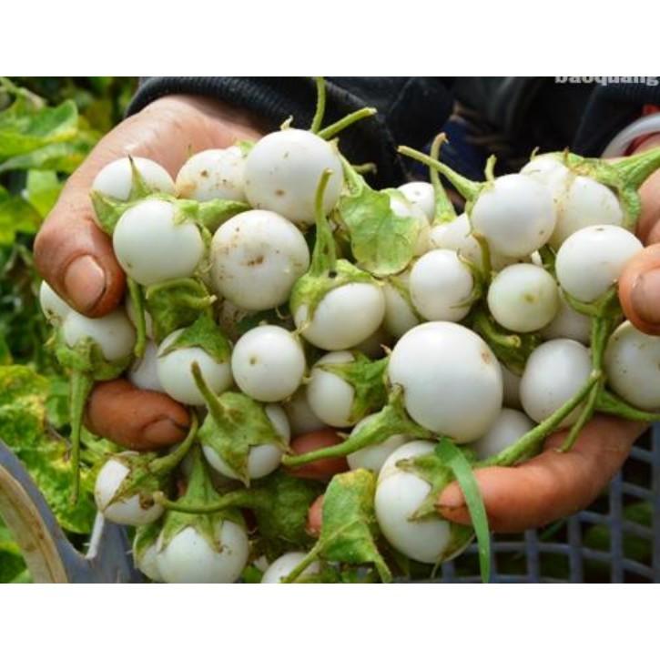 1gr Hạt giống cà fáo trắng cao sản