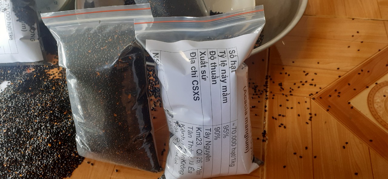 Hạt giống keo tai tượng Úc trồng rừng, cải tạo đất - túi 500 gram