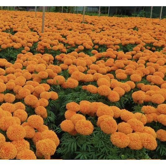 Hạt giống hoa Vạn Thọ đỏ cam Lùn F1