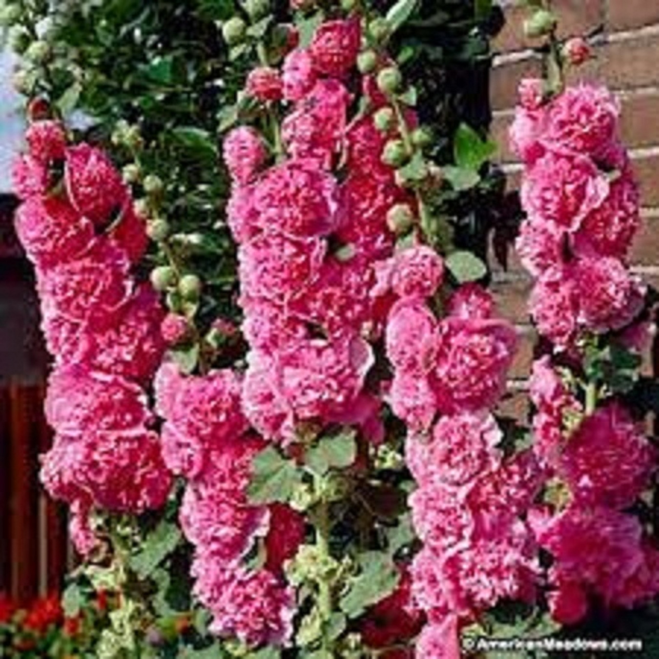 Combo 3 gói Hạt giống mãn đình hồng kép mix màu/gói 50 hạt-tặng kèm gói phân bón lót