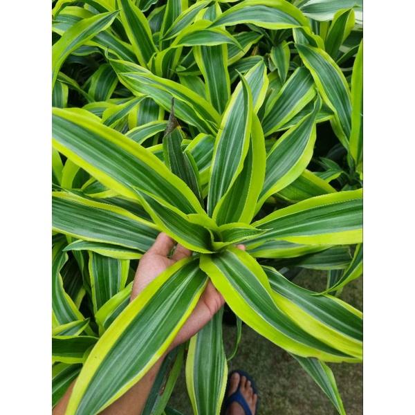 chậu Cây phát tài Mỹ Dracaena fragrans