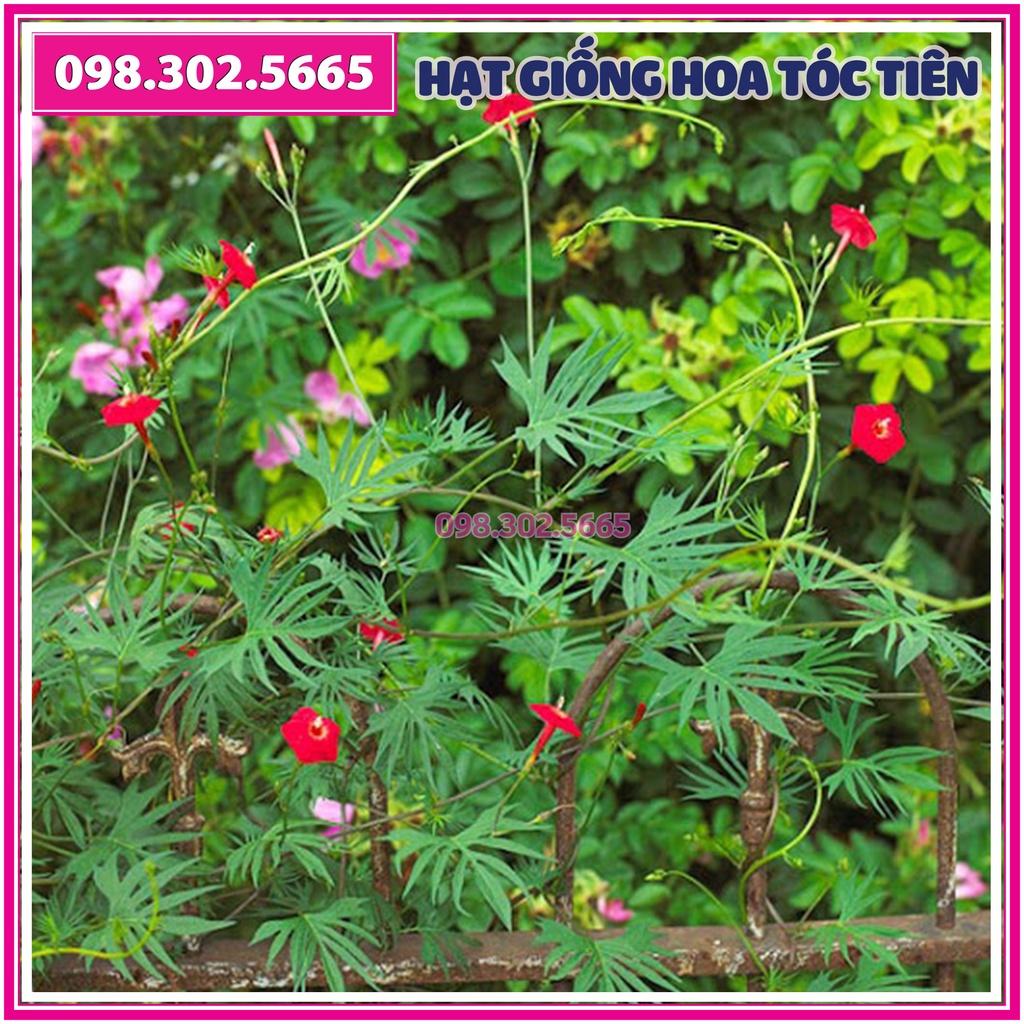 Hạt giống hoa tóc tiên leo giàn mix màu - hạt chất lượng tốt