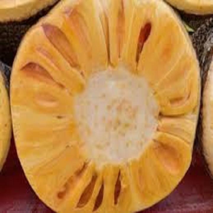 CÂY GIỐNG MÍT KHÔNG HẠT SIÊU NGỌT