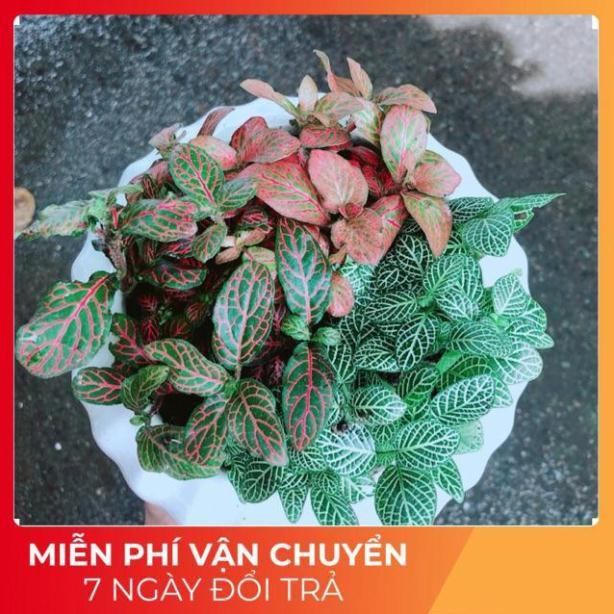 Chậu Cây Cẩm Nhung Mix Đủ Màu