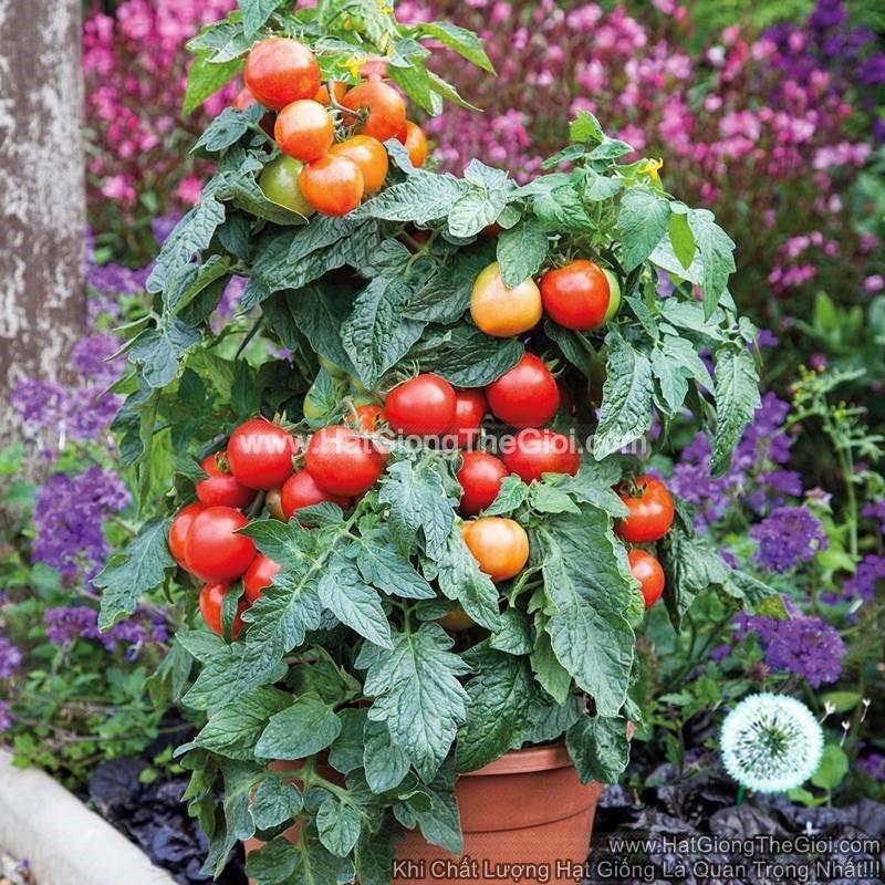 20h Hạt Giống Cà Chua Cherry Đỏ Lùn Trồng Chậu