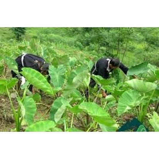 Cây giống khoai môn sáp lòng vàng dẻo của người Dao - cây giống
