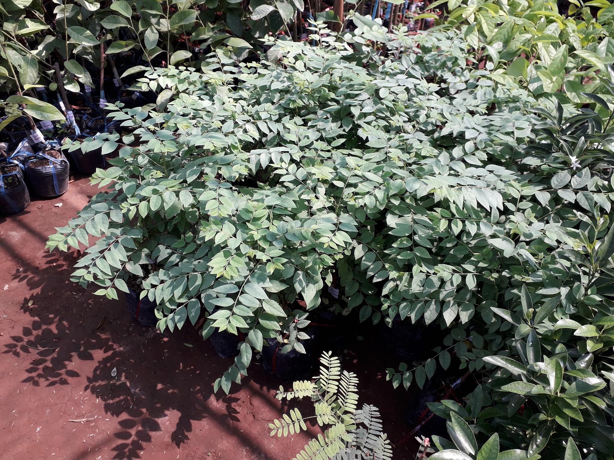 Cây giống Chùm Ruột Ngọt .