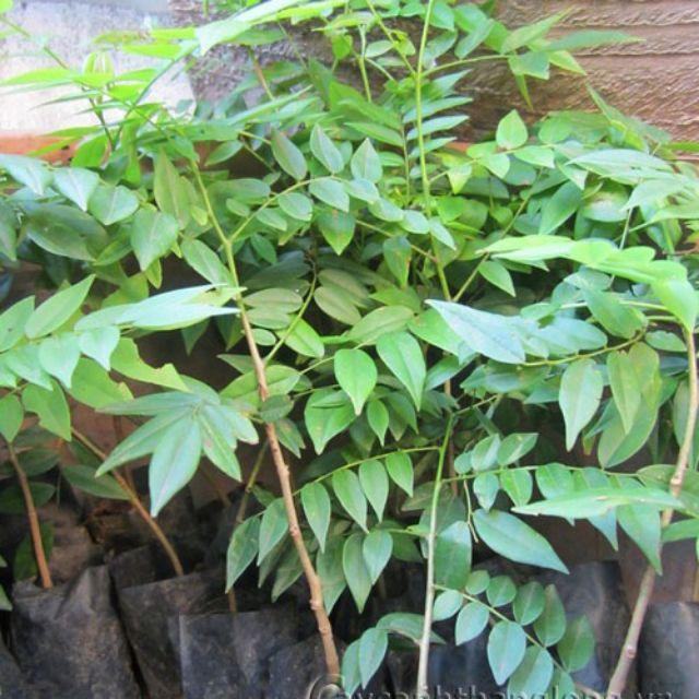 Cây mắc mật loại gia vị thơm ngon