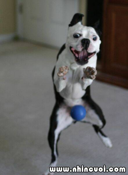 hình ảnh hài hước new chapter 5 19