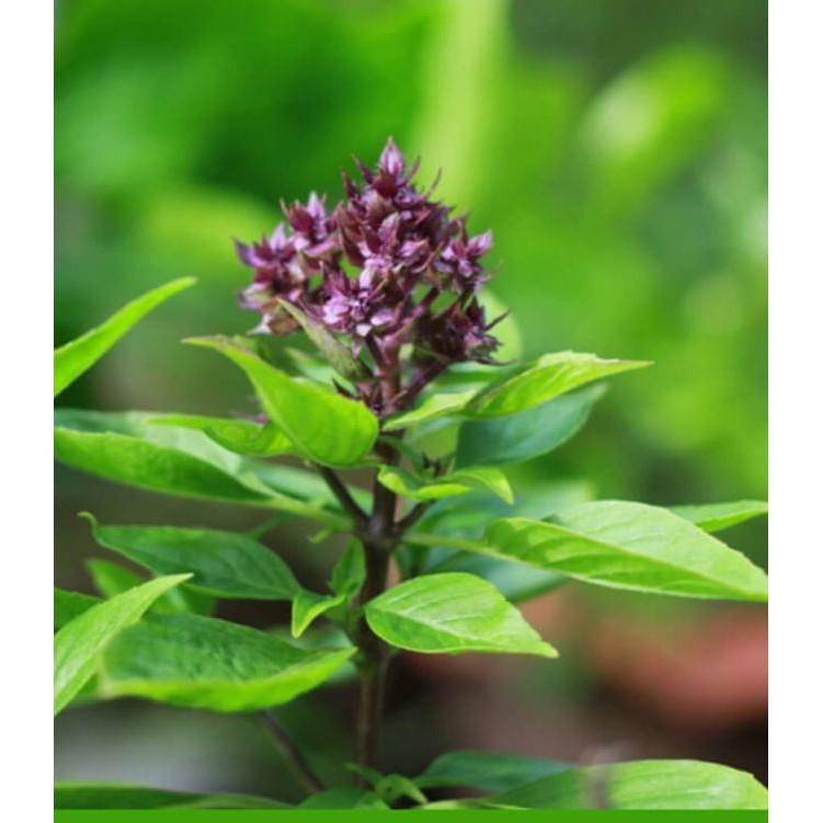 Hạt Giống Rau Húng Quế - 1 gói 2gr