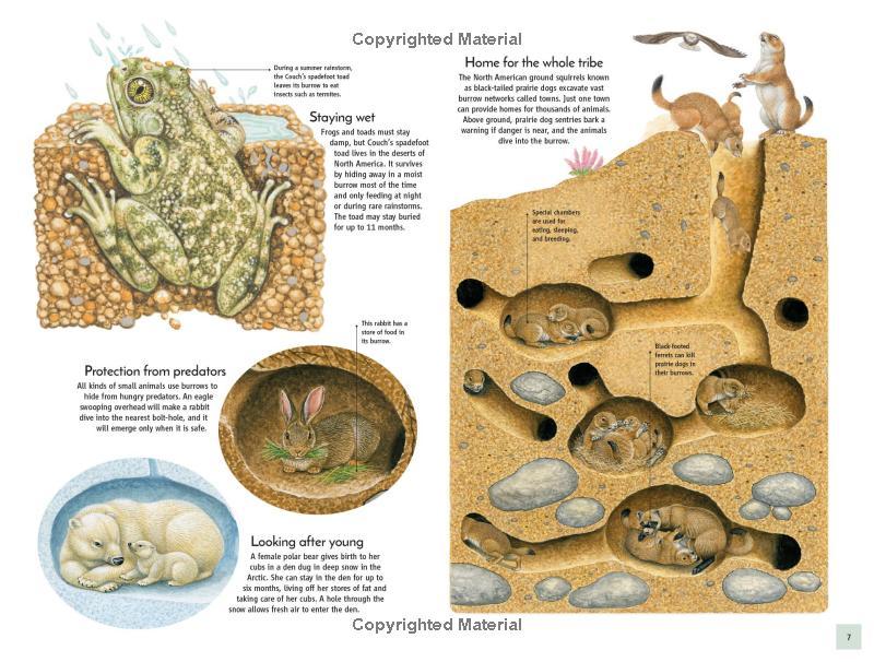 Sách ngoại văn: Life Underground - Tunnel Into A World Of Wildlife