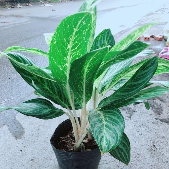 Cây Huy Hoàng Size Lớn