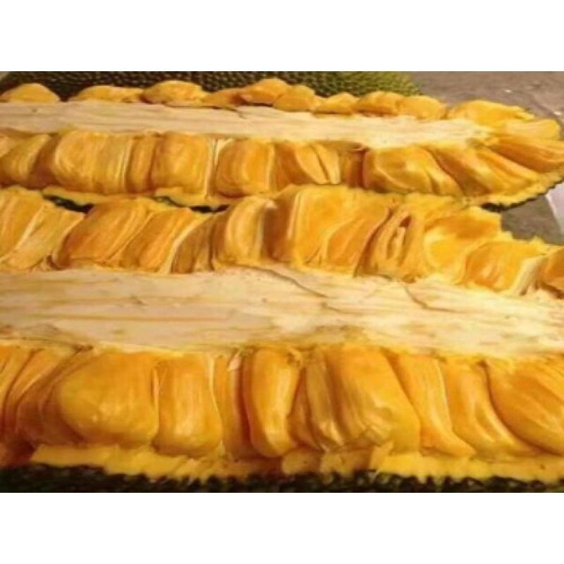 Cây giống mít dài Malaysia cho trái to dài,múi dai, ăn ngọt.