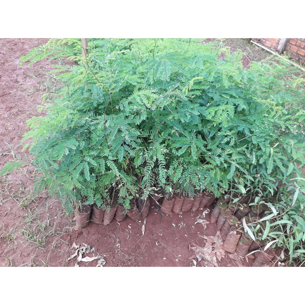 CÂY GIỐNG KEO CU BA ĐẸP như hình .