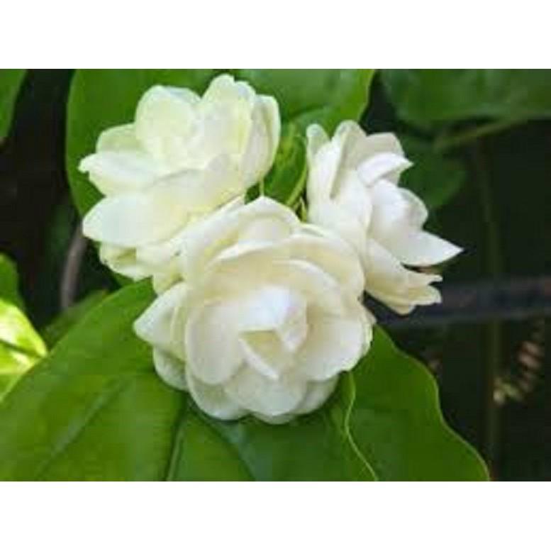 HOA NHÀI TA TRẮNG CỔ TUYỆT THƠM