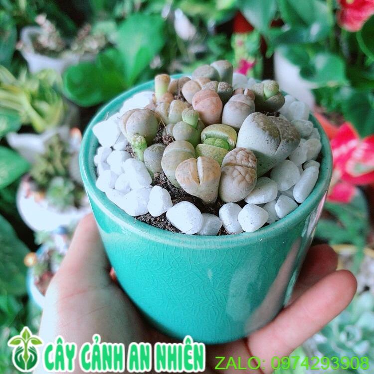 Chậu Cây Thạch Lan -Hoa Sỏi