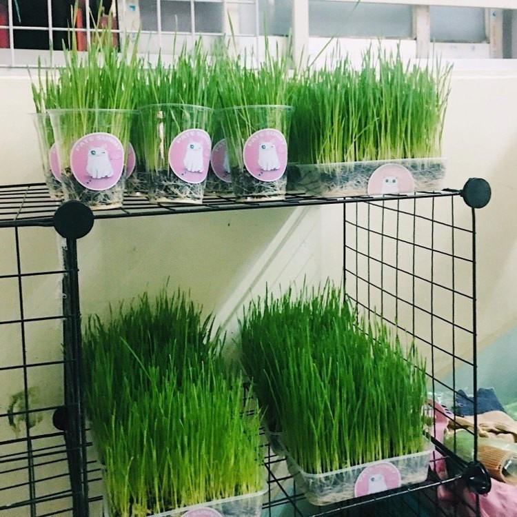 Combo 3 gói Hạt giống mầm cỏ lúa mì, lúa mạch-gói 50 gram