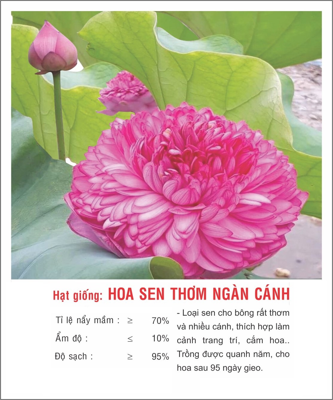 Hạt giống hoa Sen Thơm Ngàn Cánh màu sắc rực rỡ VTP159