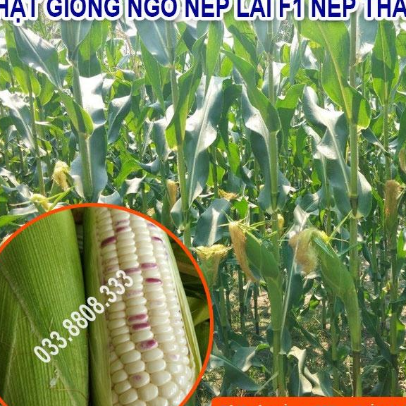 Hạt Giống Ngô Tím Trắng Nếp Lai Nova 100gram