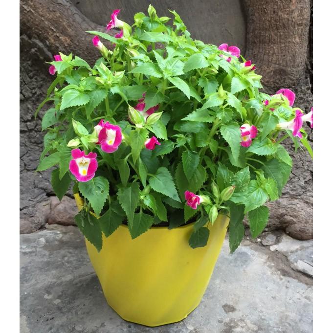 Chậu nhựa tròn trồng hoa xoắn kích thước 13cm x 12cm