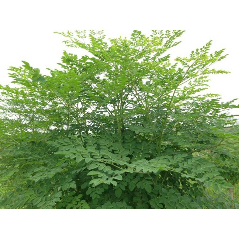 500 gram hạt chùm ngây