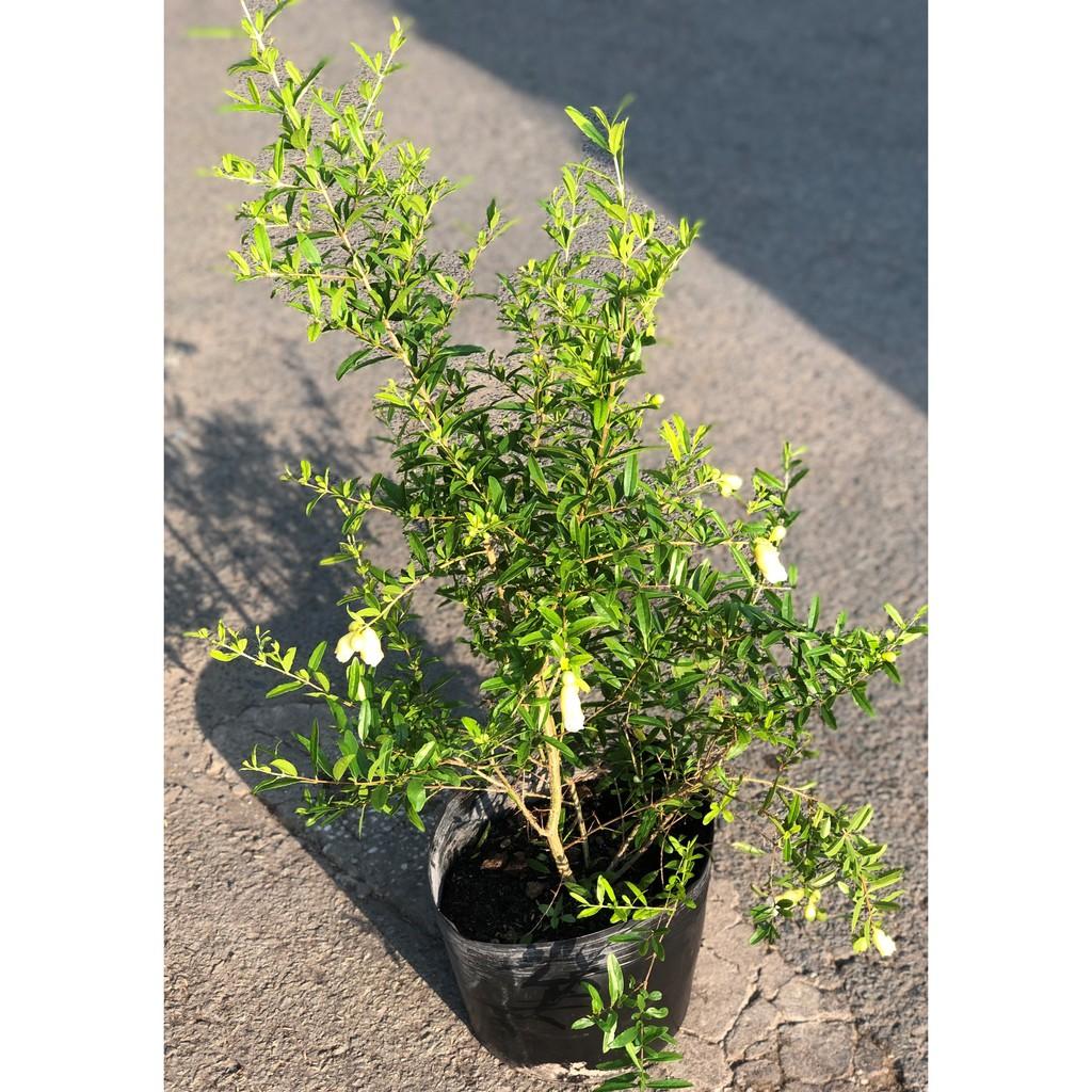 Cây lựu Thái ăn trái hoa màu trắng cao 90 - 100 cm