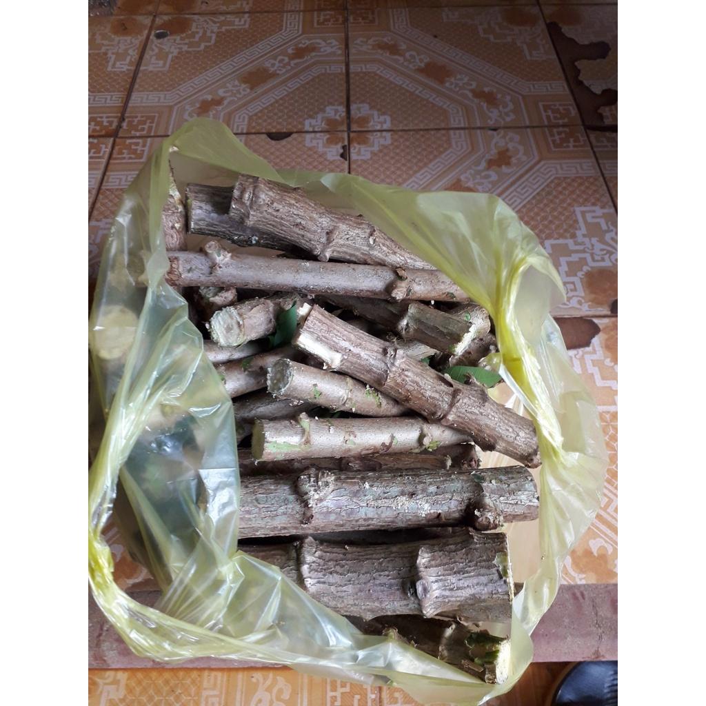 100 HOM GIỐNG KHOAI MÌ RUỘT VÀNG DẺO THÁI LAN.