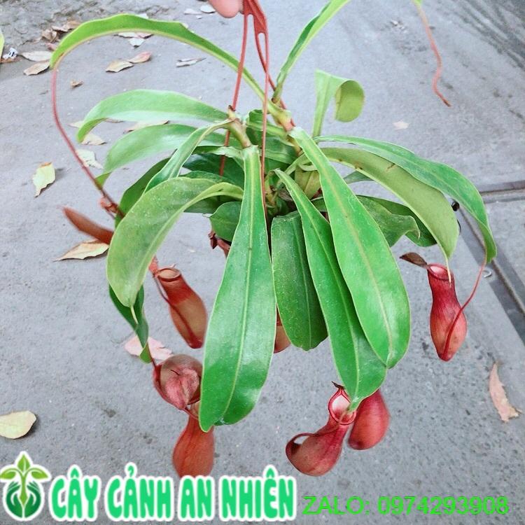 Cây Nắp Ấm