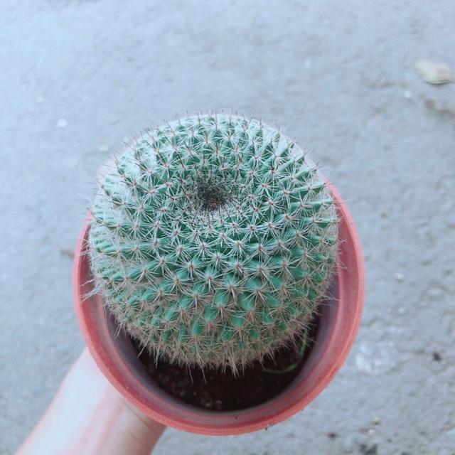 Xương Rồng Bánh Sinh Nhật