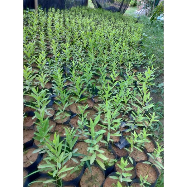 Cây giống đàn hương trắng Ấn Độ