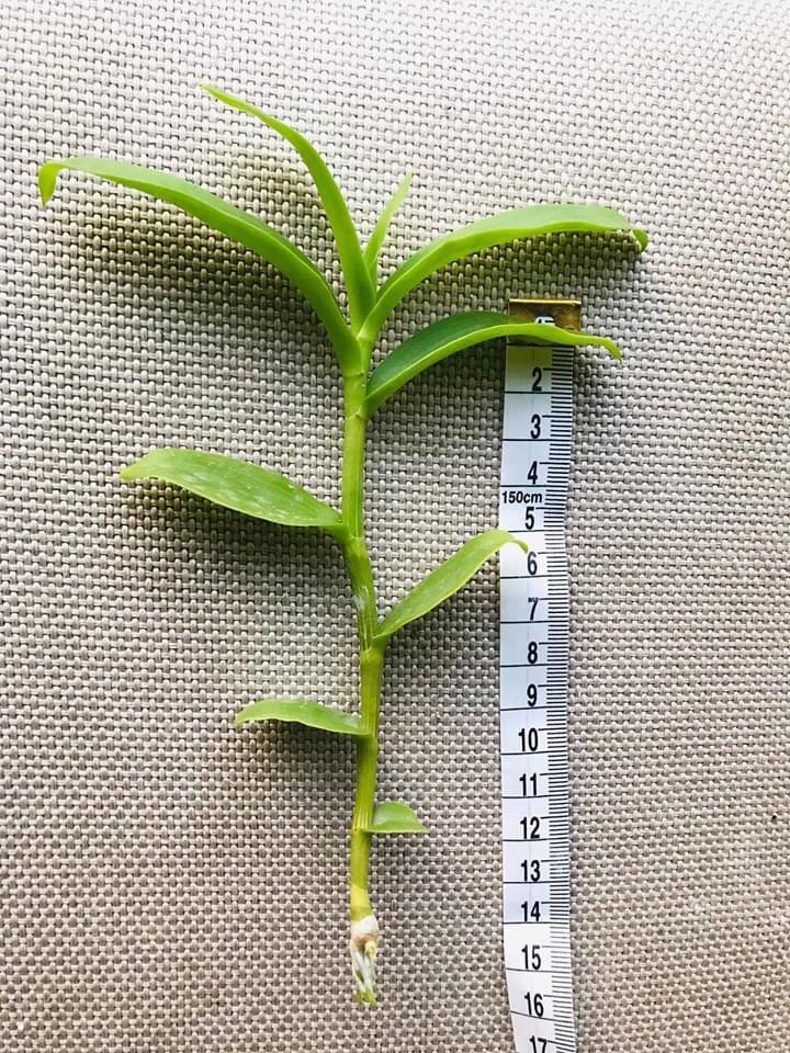 Phi điệp đột biến HỒNG NHẬT HẠ chuẩn giống cam kết chất lượng