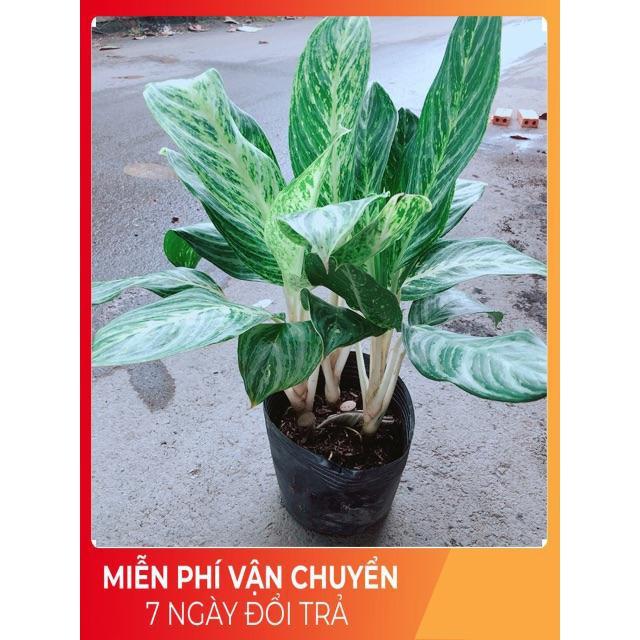 Cây Huy Hoàng Size Lớn