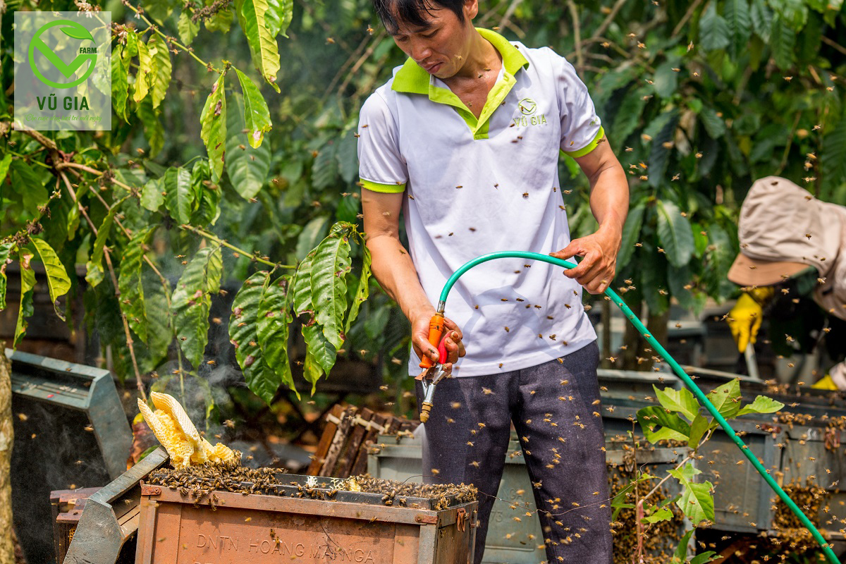 Mật Ong Nguyên Chất Hoa Cỏ Kim Vũ Gia